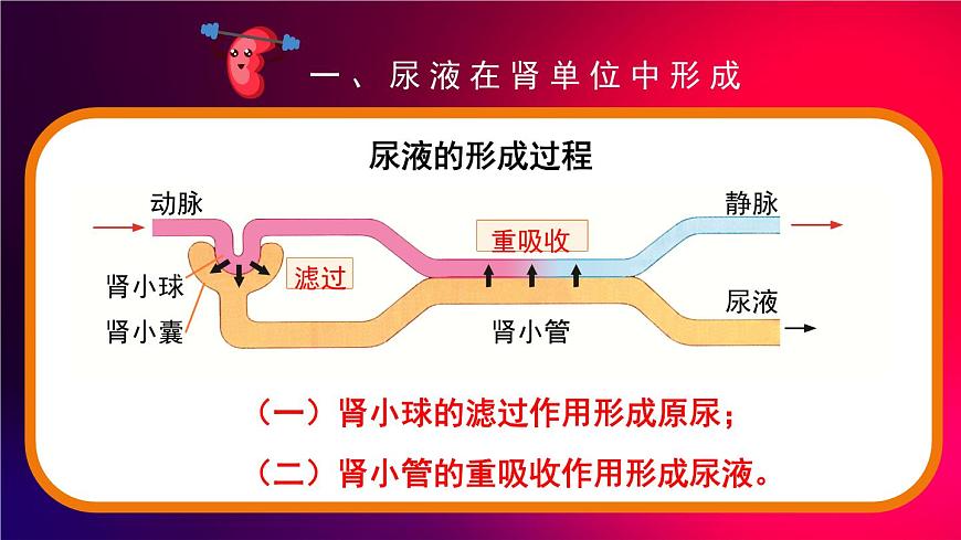 2024-2025学年北师大版生物七年级下册 4.9.2  尿的形成与排出    课件第8页