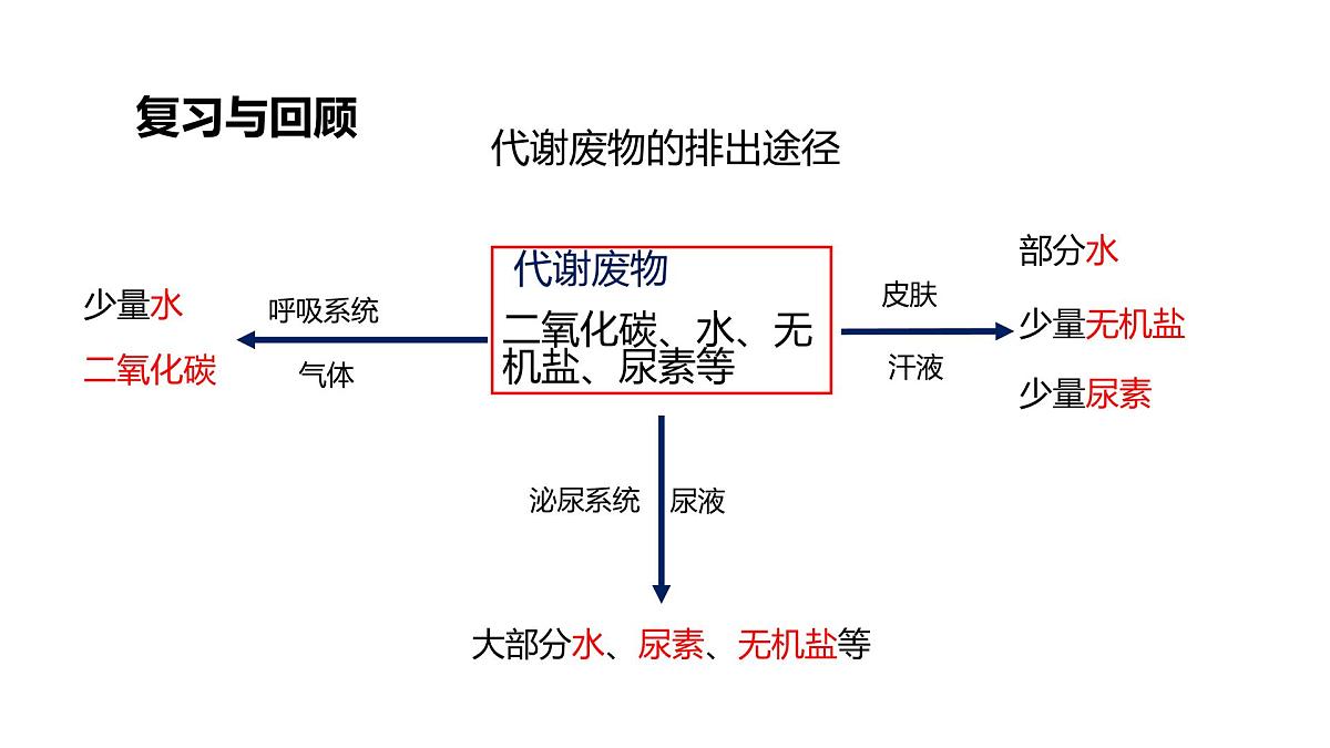2024-2025学年北师大版生物七年级下册 4.9.3 皮肤与汗液分泌 (2) 课件第3页