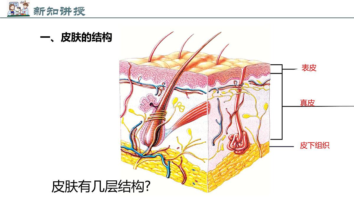 2024-2025学年北师大版生物七年级下册 4.9.3 皮肤与汗液分泌 (2) 课件第4页