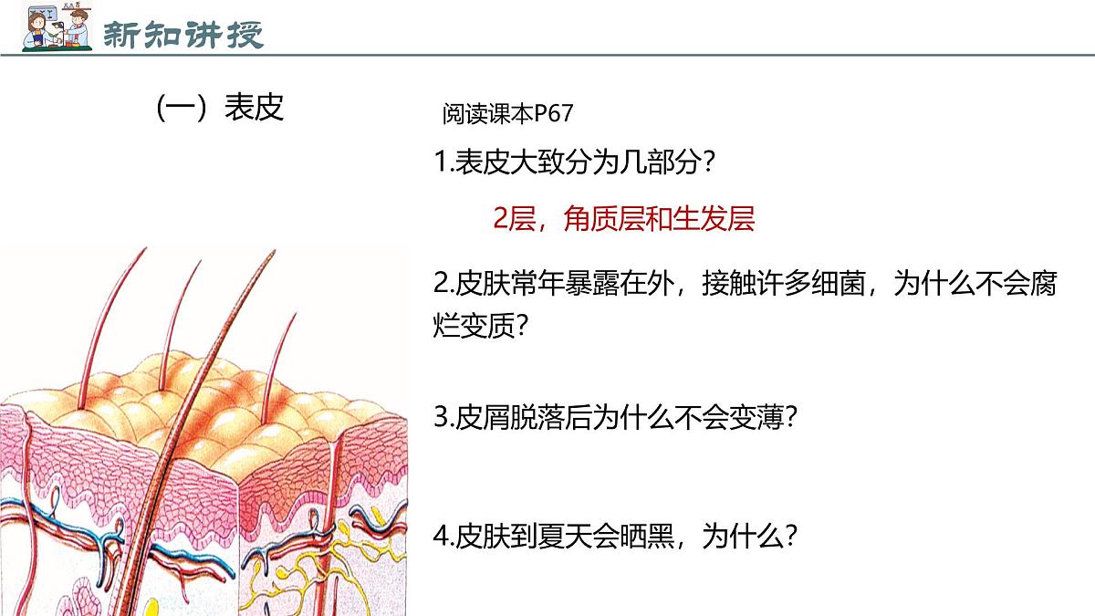 2024-2025学年北师大版生物七年级下册 4.9.3 皮肤与汗液分泌 (2) 课件第5页