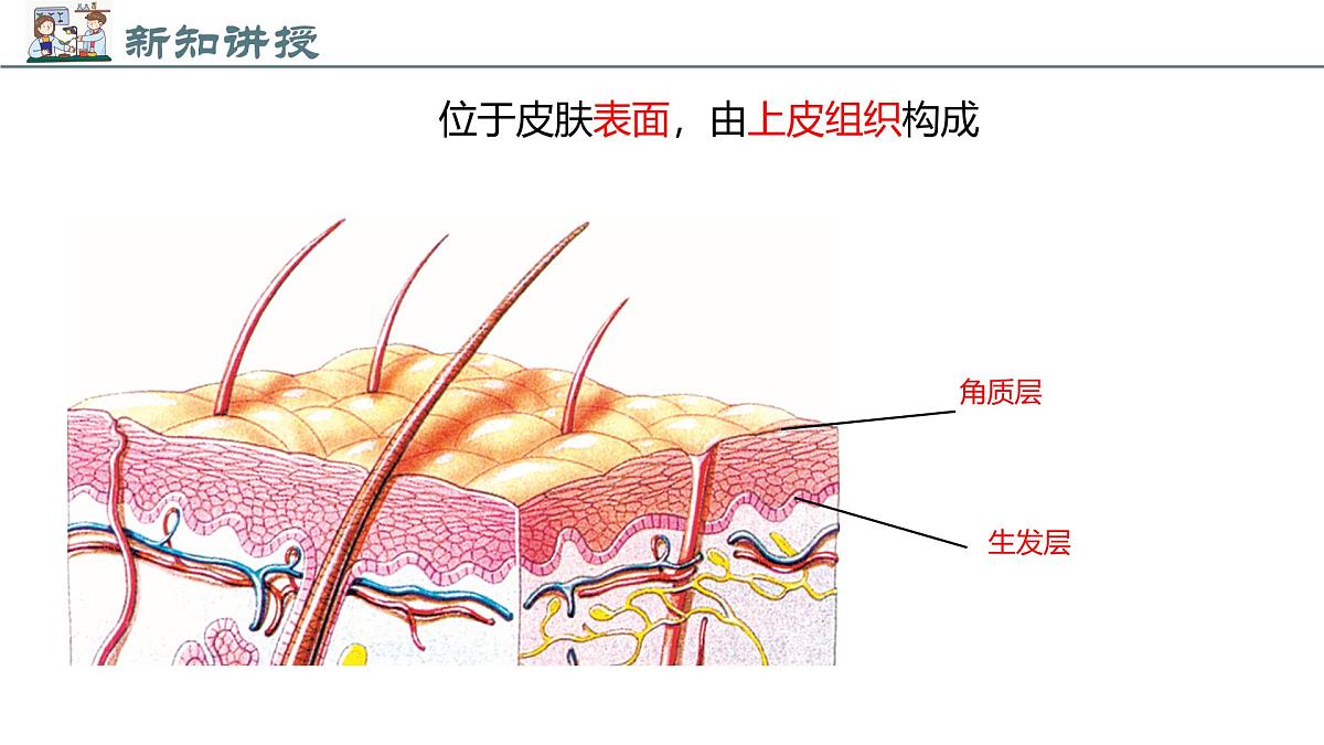 2024-2025学年北师大版生物七年级下册 4.9.3 皮肤与汗液分泌 (2) 课件第6页