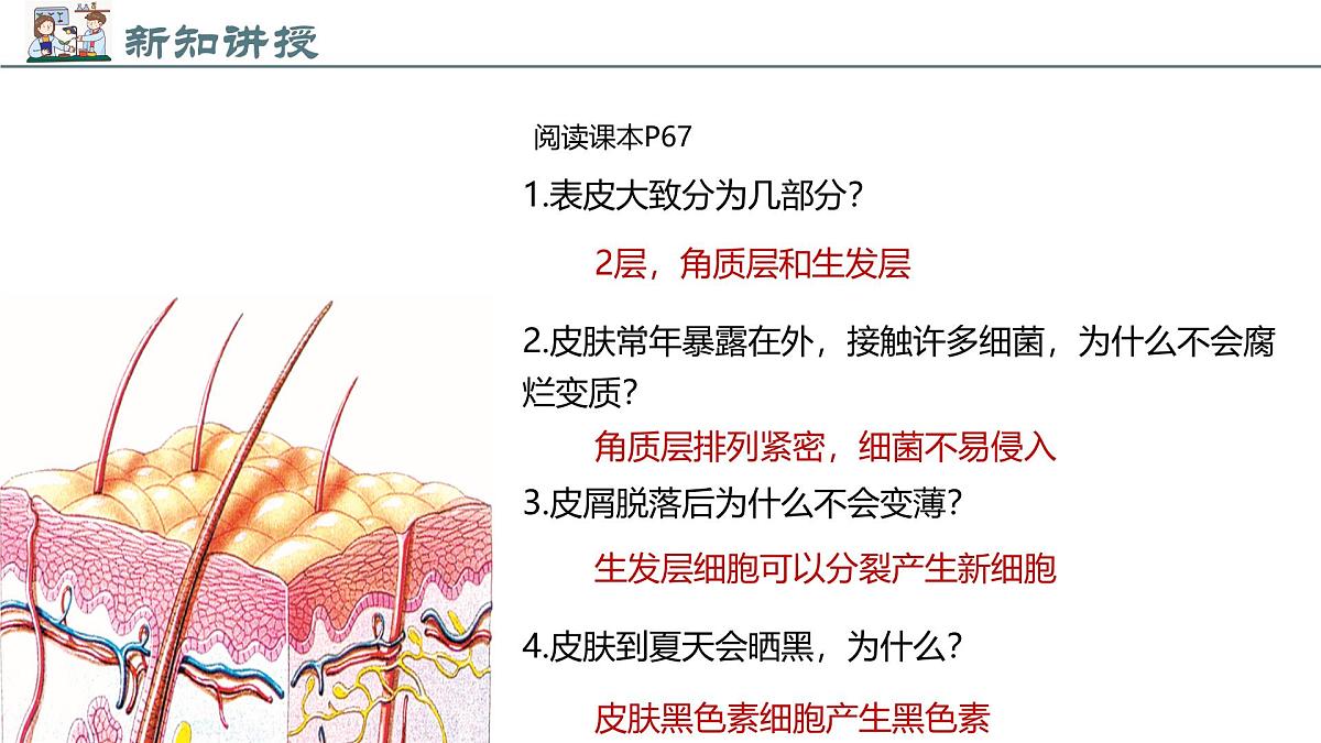 2024-2025学年北师大版生物七年级下册 4.9.3 皮肤与汗液分泌 (2) 课件第7页