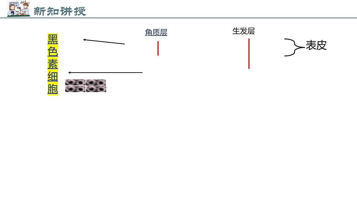 2024-2025学年北师大版生物七年级下册 4.9.3 皮肤与汗液分泌 (2) 课件第8页