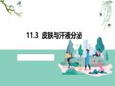 2024-2025學年北師大版生物七年級下冊 4.9.3 皮膚與汗液分泌 課件