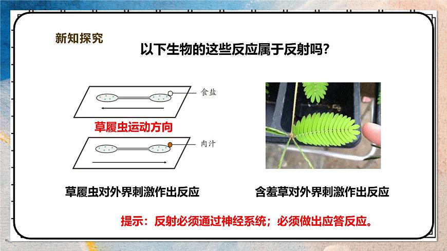 2024-2025学年北师大版生物七年级下册 4.10.1.2神经系统与神经调节（第二课时） 课件第5页