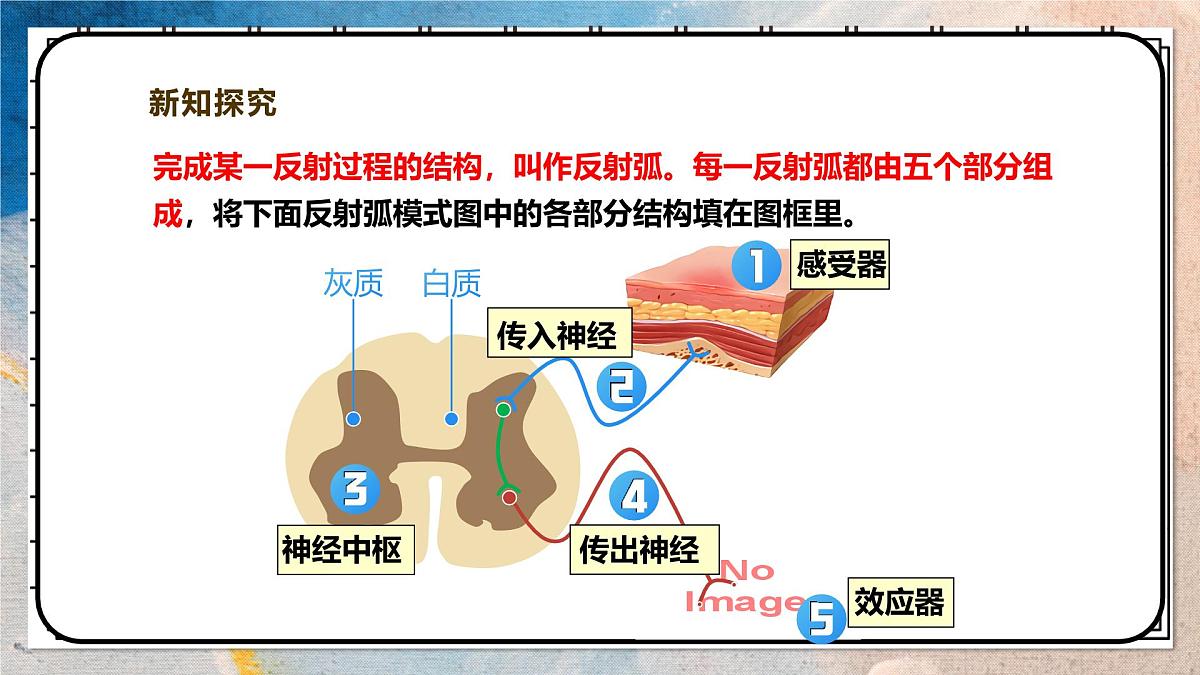 2024-2025学年北师大版生物七年级下册 4.10.1.2神经系统与神经调节（第二课时） 课件第7页