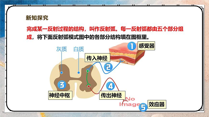 2024-2025学年北师大版生物七年级下册 4.10.1.2神经系统与神经调节（第二课时） 课件第7页