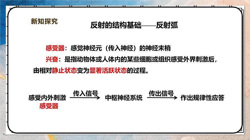 2024-2025学年北师大版生物七年级下册 4.10.1.2神经系统与神经调节（第二课时） 课件第8页