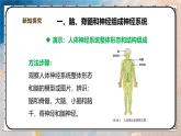 2024-2025學年北師大版生物七年級下冊 4.10.1.1神經系統(tǒng)與神經調節(jié)（第一課時） 課件