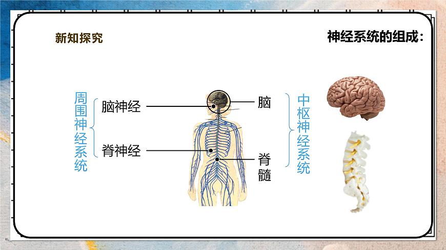2024-2025学年北师大版生物七年级下册 4.10.1.1神经系统与神经调节（第一课时） 课件第5页