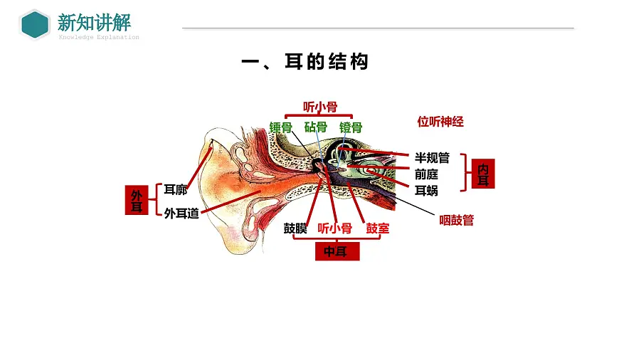 2024-2025学年北师大版生物七年级下册 4.10.2 感受器和感觉器官（第2课时 耳和听觉） 课件第3页
