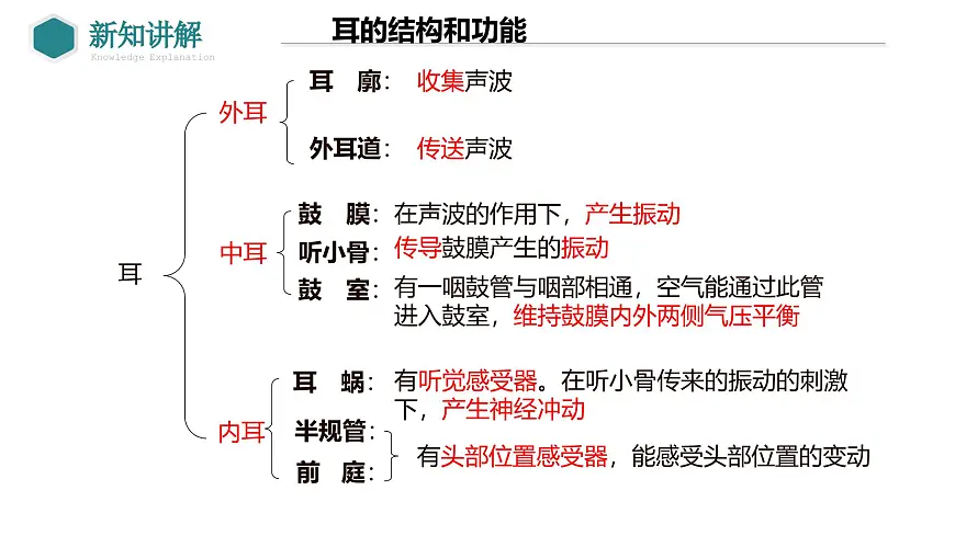2024-2025学年北师大版生物七年级下册 4.10.2 感受器和感觉器官（第2课时 耳和听觉） 课件第4页