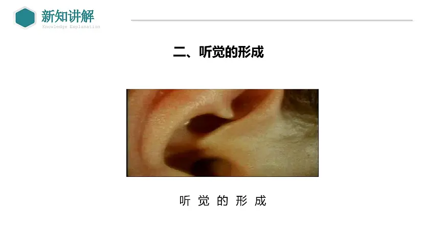 2024-2025学年北师大版生物七年级下册 4.10.2 感受器和感觉器官（第2课时 耳和听觉） 课件第5页