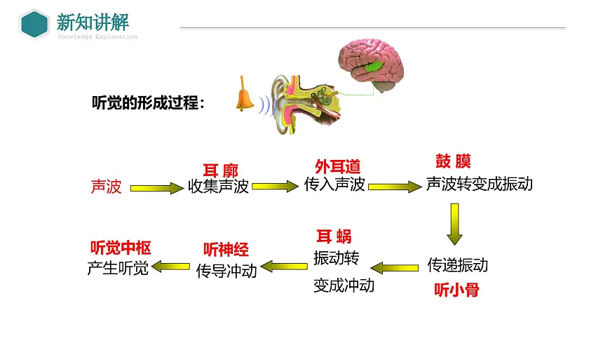2024-2025学年北师大版生物七年级下册 4.10.2 感受器和感觉器官（第2课时 耳和听觉） 课件第7页
