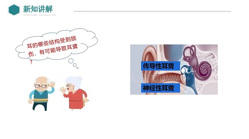 2024-2025学年北师大版生物七年级下册 4.10.2 感受器和感觉器官（第2课时 耳和听觉） 课件第8页
