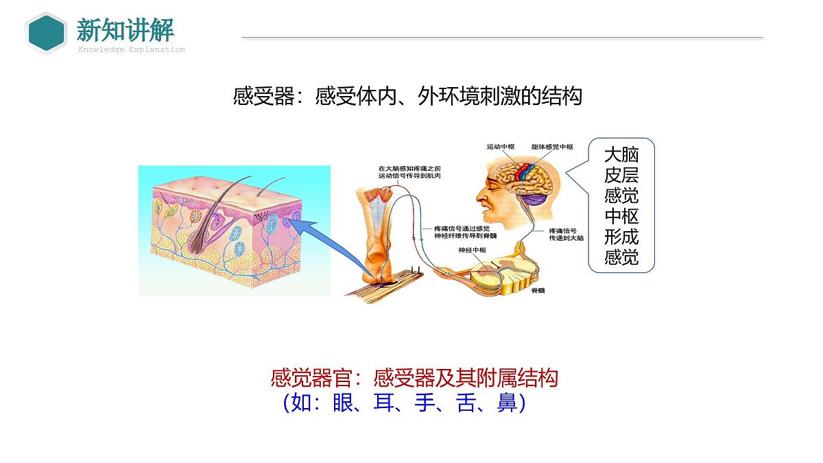 2024-2025学年北师大版生物七年级下册 4.10.2 感受器和感觉器官（第1课时 眼和视觉） 课件第3页