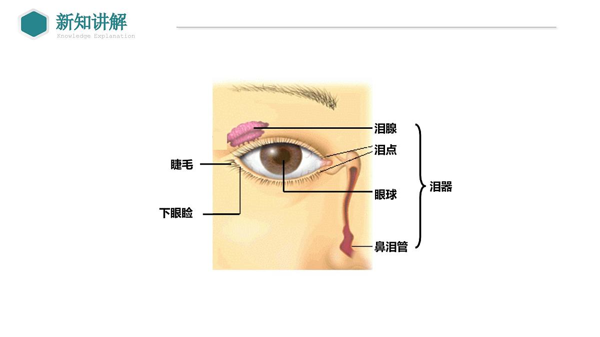 2024-2025学年北师大版生物七年级下册 4.10.2 感受器和感觉器官（第1课时 眼和视觉） 课件第5页