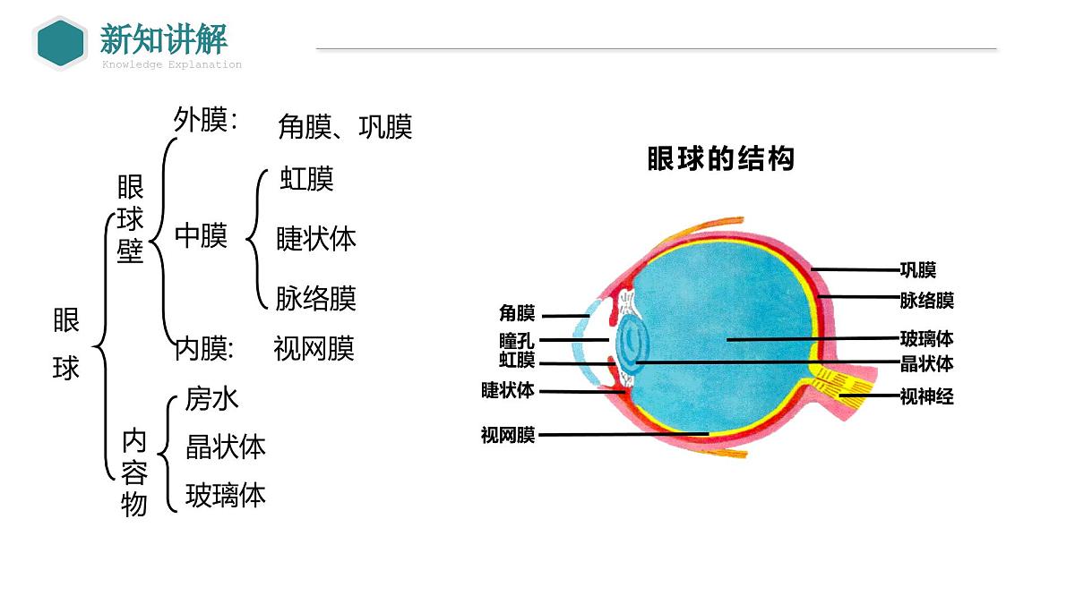 2024-2025学年北师大版生物七年级下册 4.10.2 感受器和感觉器官（第1课时 眼和视觉） 课件第7页