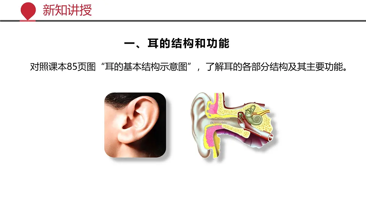 2024-2025学年北师大版生物七年级下册 4.10.2 感受器和感觉器官（第二课时） 课件第4页