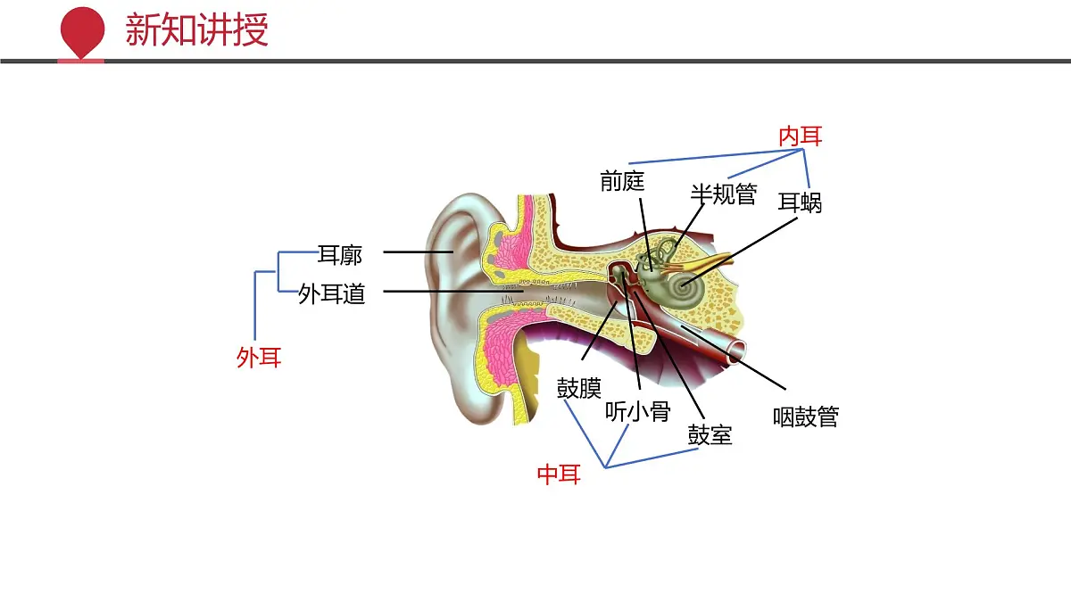 2024-2025学年北师大版生物七年级下册 4.10.2 感受器和感觉器官（第二课时） 课件第5页
