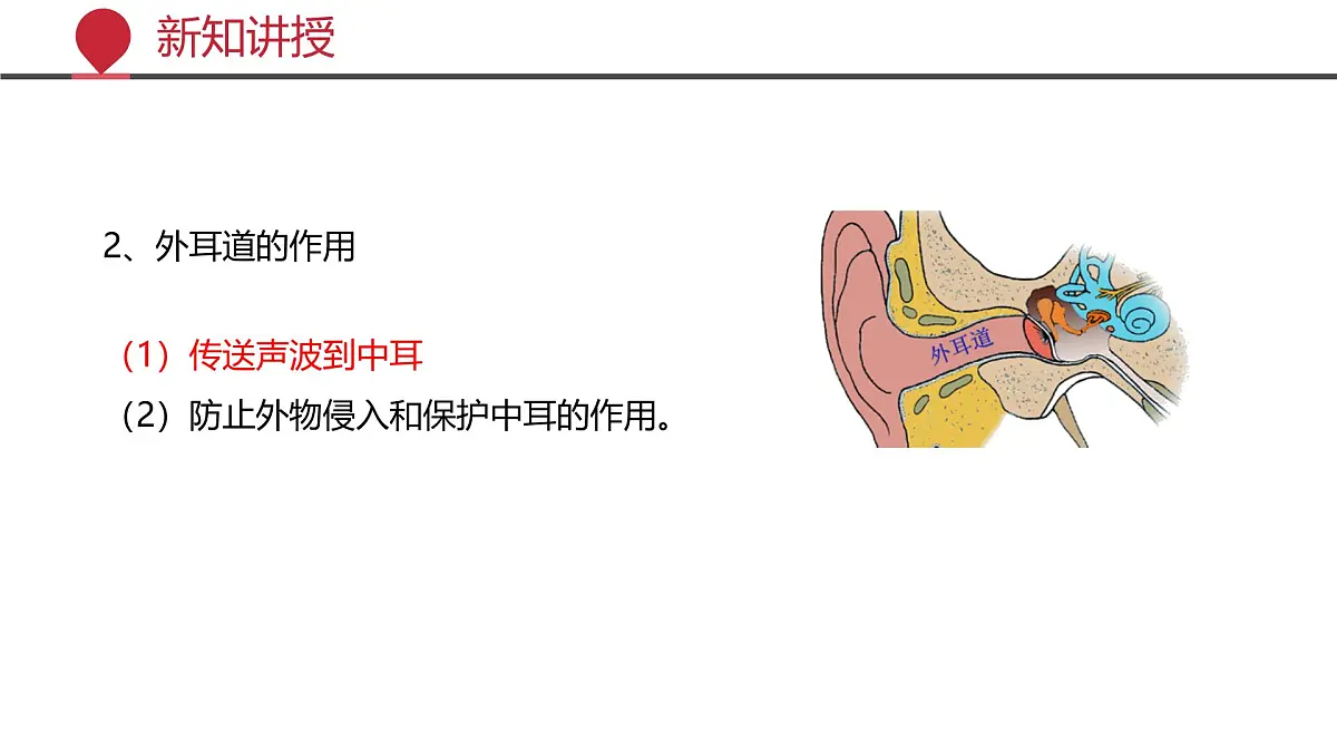 2024-2025学年北师大版生物七年级下册 4.10.2 感受器和感觉器官（第二课时） 课件第7页
