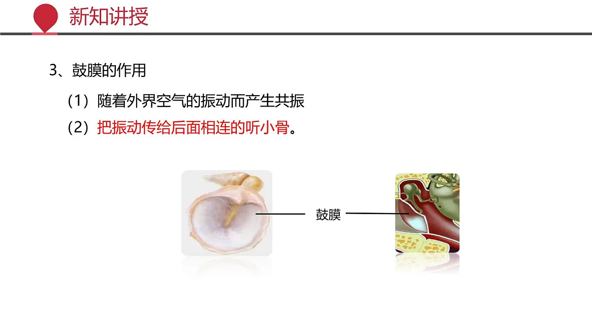 2024-2025学年北师大版生物七年级下册 4.10.2 感受器和感觉器官（第二课时） 课件第8页