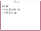 2024-2025學(xué)年北師大版生物七年級(jí)下冊(cè) 4.11.2 人體的骨骼肌   課件