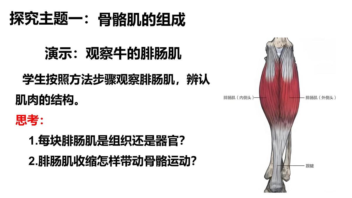 2024-2025学年北师大版生物七年级下册 4.11.2 人体的骨骼肌 课件第4页
