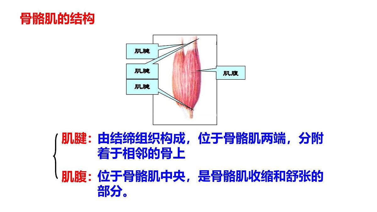 2024-2025学年北师大版生物七年级下册 4.11.2 人体的骨骼肌 课件第5页