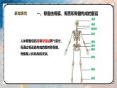 2024-2025學(xué)年北師大版生物七年級下冊 4.11.1人體的骨骼（第一課時） 課件