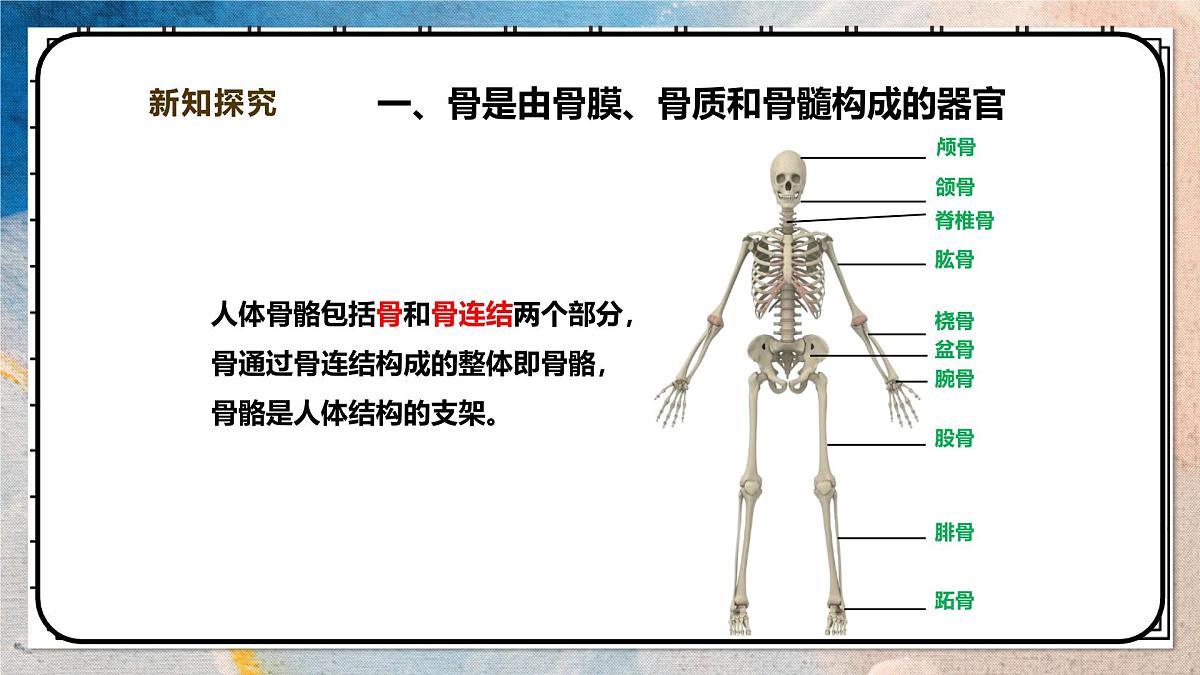2024-2025学年北师大版生物七年级下册 4.11.1人体的骨骼（第一课时） 课件第5页