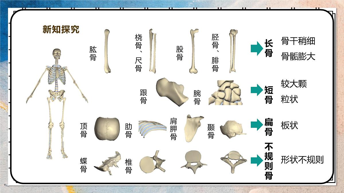 2024-2025学年北师大版生物七年级下册 4.11.1人体的骨骼（第一课时） 课件第6页