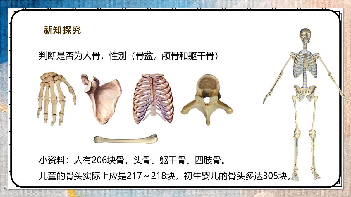 2024-2025学年北师大版生物七年级下册 4.11.1人体的骨骼（第一课时） 课件第7页