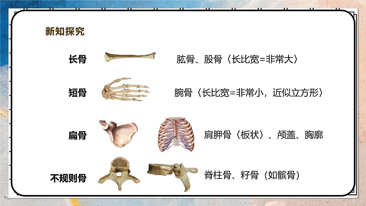 2024-2025学年北师大版生物七年级下册 4.11.1人体的骨骼（第一课时） 课件第8页