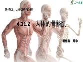 2024-2025學(xué)年北師大版生物七年級(jí)下冊(cè) 4.11.2 人體的骨骼肌 課件