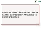 2024-2025學(xué)年北師大版生物七年級(jí)下冊(cè) 4.11.2 人體的骨骼肌 課件