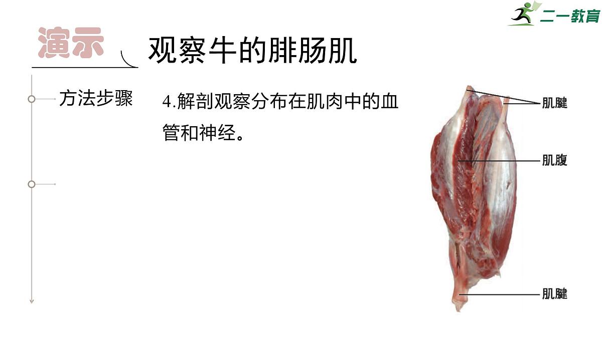 2024-2025学年北师大版生物七年级下册 4.11.2 人体的骨骼肌 课件第8页