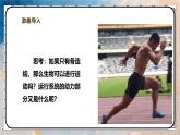 2024-2025學(xué)年北師大版生物七年級(jí)下冊(cè) 4.11.2人體的骨骼肌 課件