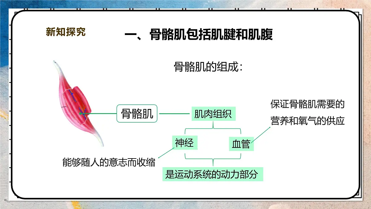 2024-2025学年北师大版生物七年级下册 4.11.2人体的骨骼肌 课件第4页