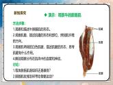 2024-2025學(xué)年北師大版生物七年級(jí)下冊(cè) 4.11.2人體的骨骼肌 課件
