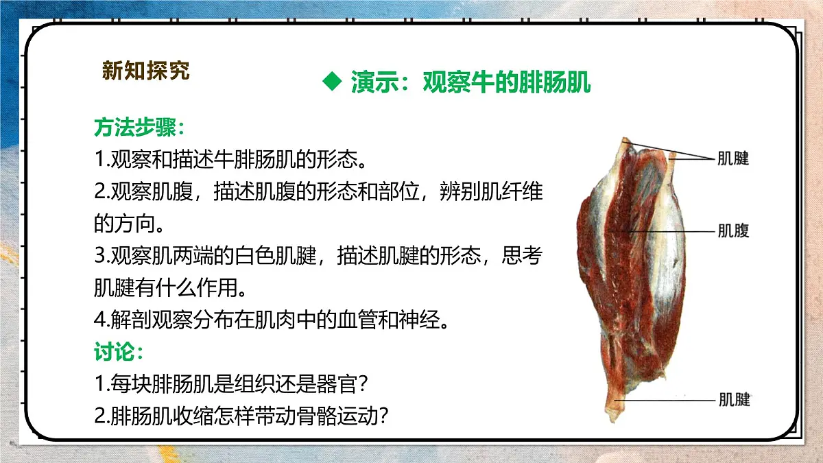 2024-2025学年北师大版生物七年级下册 4.11.2人体的骨骼肌 课件第5页