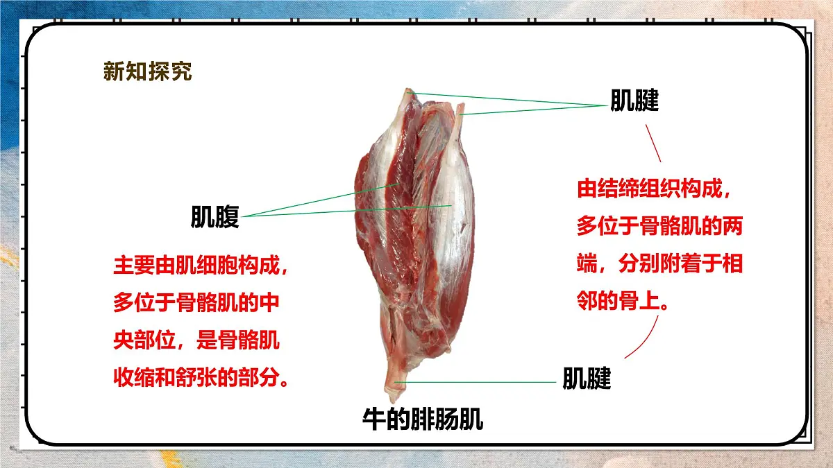 2024-2025学年北师大版生物七年级下册 4.11.2人体的骨骼肌 课件第6页