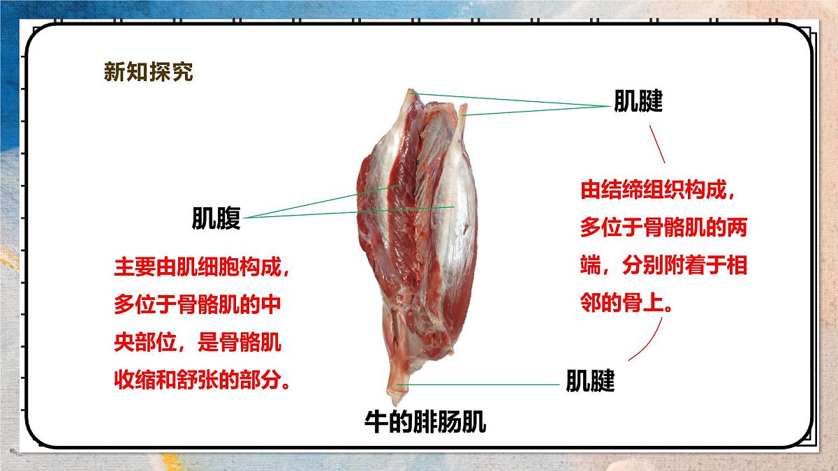 2024-2025学年北师大版生物七年级下册 4.11.2人体的骨骼肌 课件第6页