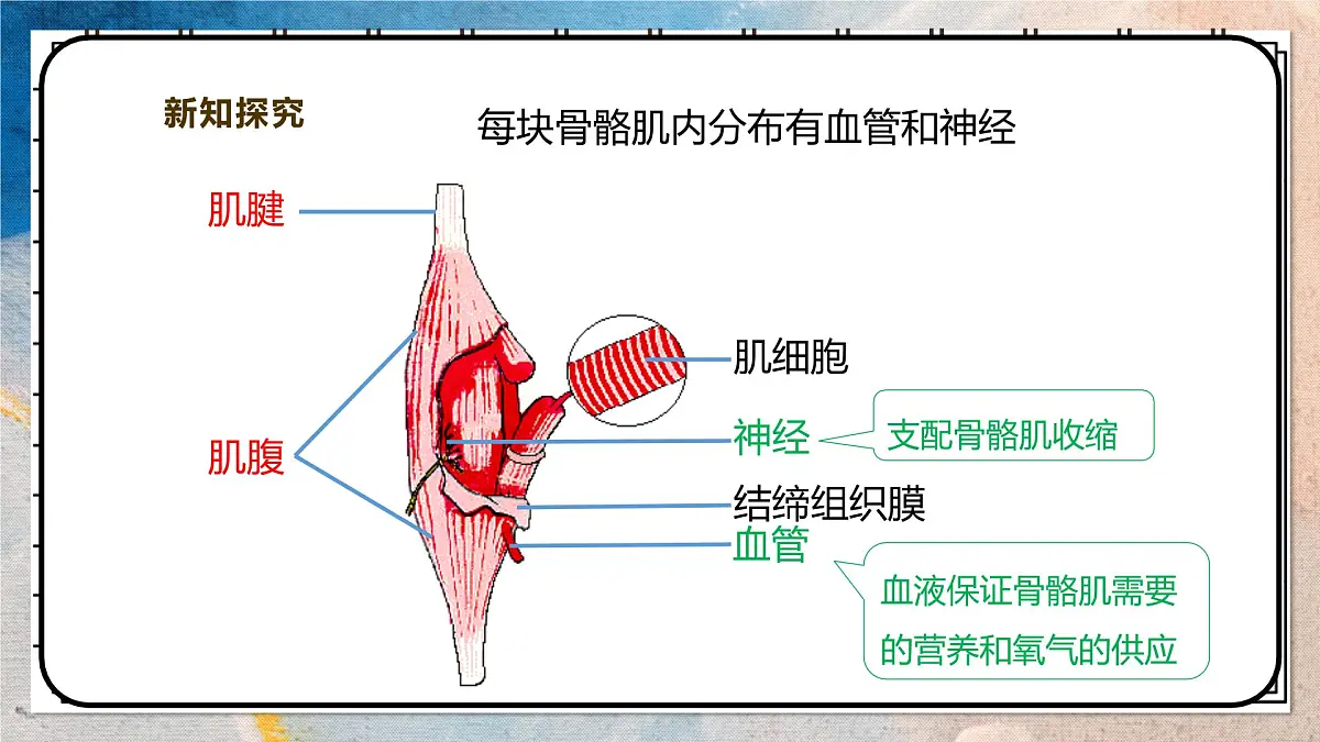 2024-2025学年北师大版生物七年级下册 4.11.2人体的骨骼肌 课件第7页