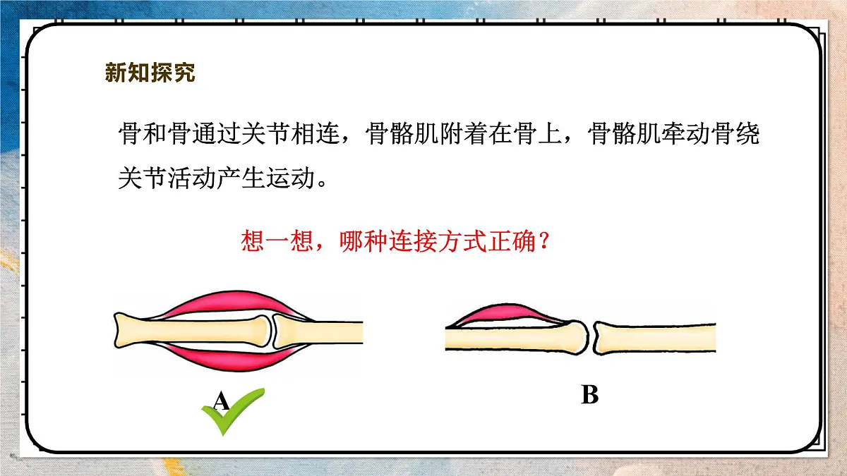 2024-2025学年北师大版生物七年级下册 4.11.2人体的骨骼肌 课件第8页