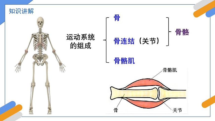 2024-2025学年北师大版生物七年级下册 4.11.3  动物运动的形成 课件第3页