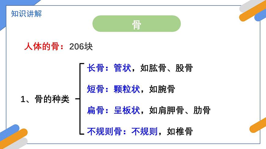 2024-2025学年北师大版生物七年级下册 4.11.3  动物运动的形成 课件第4页