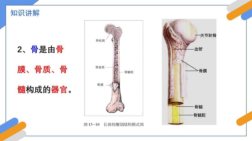 2024-2025学年北师大版生物七年级下册 4.11.3  动物运动的形成 课件第5页