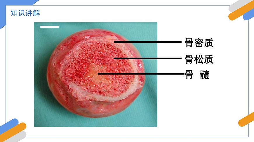 2024-2025学年北师大版生物七年级下册 4.11.3  动物运动的形成 课件第6页