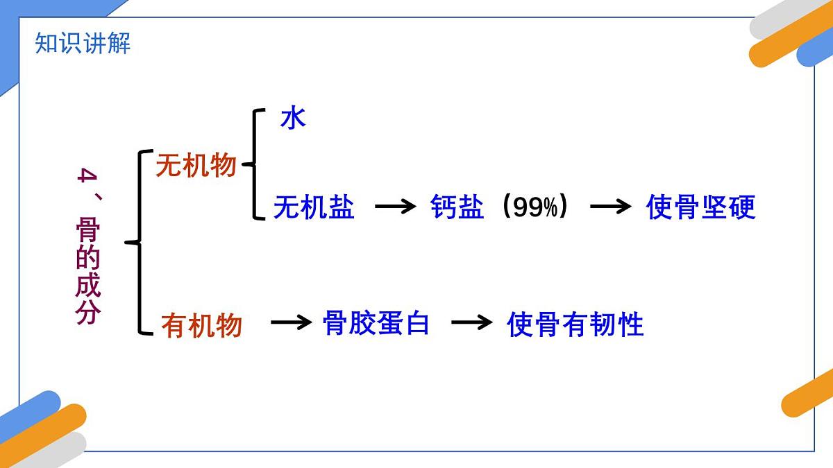 2024-2025学年北师大版生物七年级下册 4.11.3  动物运动的形成 课件第8页